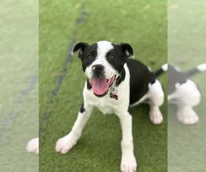 Mutt Dogs for adoption in Shreveport, LA, USA