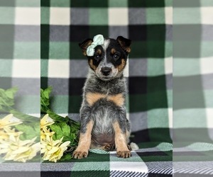 Australian Cattle Dog Puppy for sale in CONESTOGA, PA, USA