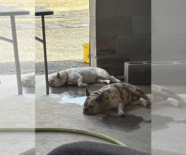 Medium Photo #1 French Bulldog Puppy For Sale in WEATHERFORD, TX, USA