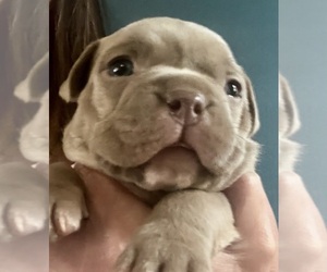 American Bully-French Bulldog Mix Puppy for sale in WINSTON-SALEM, NC, USA