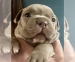 Image preview for Ad Listing. Nickname: Litter of 6