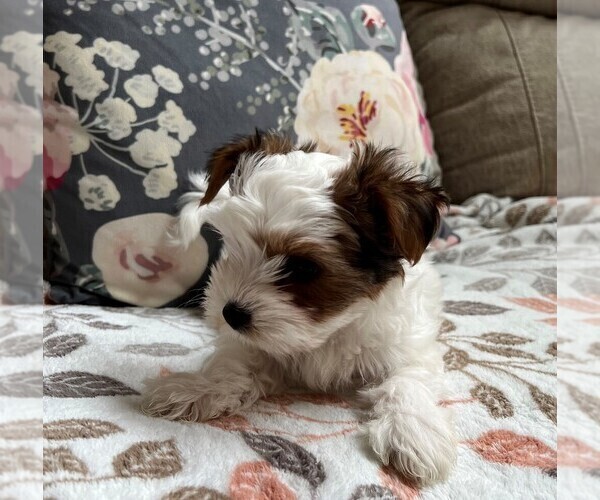 Medium Photo #7 Biewer Terrier Puppy For Sale in CANBY, OR, USA