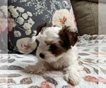 Small Photo #7 Biewer Terrier Puppy For Sale in CANBY, OR, USA