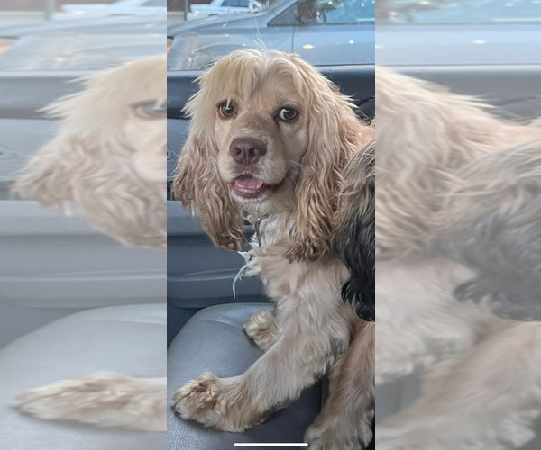 Medium Photo #1 Cocker Spaniel Puppy For Sale in GARDENDALE, AL, USA