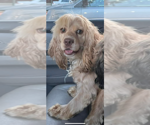Father of the Cocker Spaniel puppies born on 04/12/2025