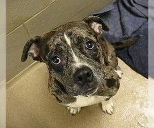 American Pit Bull Terrier Dogs for adoption in Decatur, IL, USA