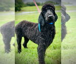 Small #2 Poodle (Standard)