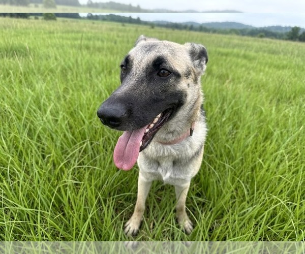 Medium Photo #2 German Shepherd Dog-Unknown Mix Puppy For Sale in The Woodlands, TX, USA