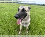Small #1 German Shepherd Dog Mix