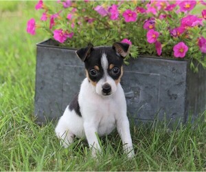 Fox Terrier (Toy) Puppy for sale in FREDERICKSBG, OH, USA