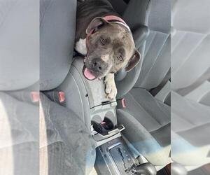 American Staffordshire Terrier-Unknown Mix Dogs for adoption in San Antonio, TX, USA