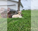 Small Photo #1 Shih Tzu-Zuchon Mix Puppy For Sale in GREENWOOD, WI, USA