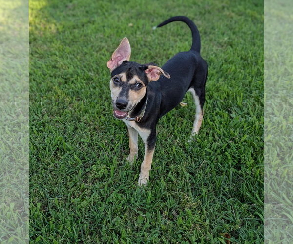 Medium Photo #1 Mutt Puppy For Sale in Cliffwood, NJ, USA