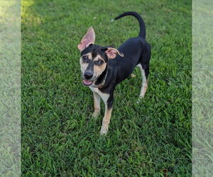 Mutt Dogs for adoption in Cliffwood, NJ, USA