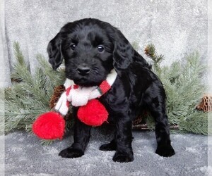 Labradoodle Puppy for sale in MILLERSBURG, OH, USA