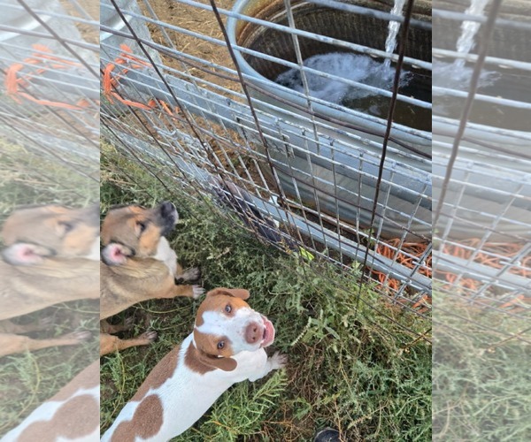 Medium Photo #1 Beagi Puppy For Sale in Peralta, NM, USA