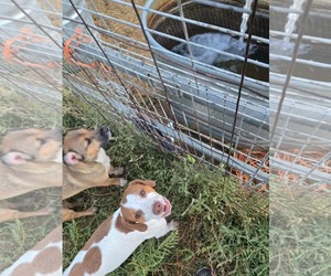 Beagi Dogs for adoption in Peralta, NM, USA