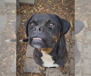 Wiggles - Female Bulldog Dog for Adoption - Photo #5