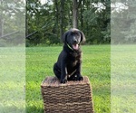 Puppy Neon Green Labrador Retriever