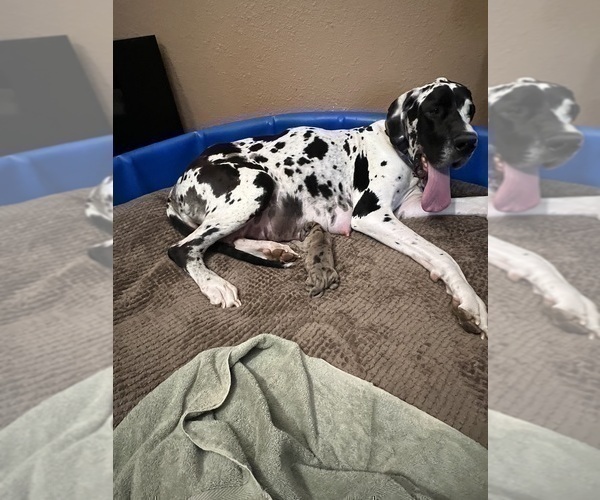 Medium Photo #1 Great Dane Puppy For Sale in PITTSBURG, CA, USA