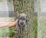 Small #23 Great Dane
