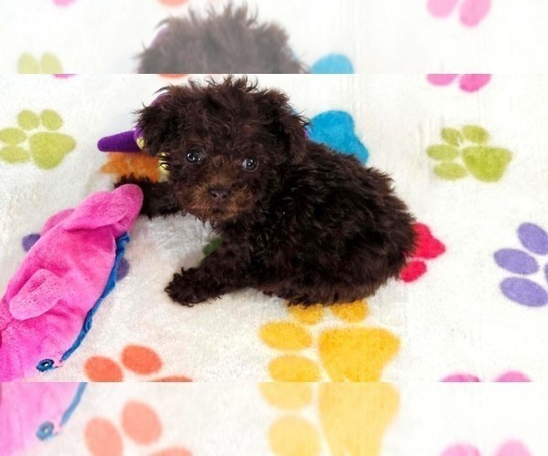 Medium Photo #9 Cockapoo (Toy)-Poodle (Toy) Mix Puppy For Sale in ORO VALLEY, AZ, USA