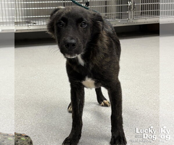 Medium Photo #2 Colonial Cocker Spaniel-Retriever  Mix Puppy For Sale in Washington, DC, USA