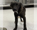 Small #1 Colonial Cocker Spaniel-Retriever  Mix