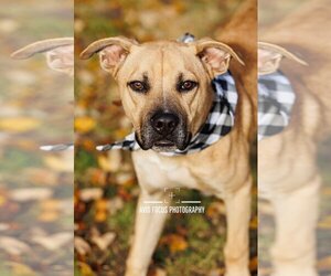 Medium American Pit Bull Terrier-Black Mouth Cur Mix