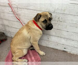 Pug-Unknown Mix Dogs for adoption in San Bernardino, CA, USA