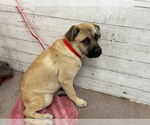 Small Pug Mix