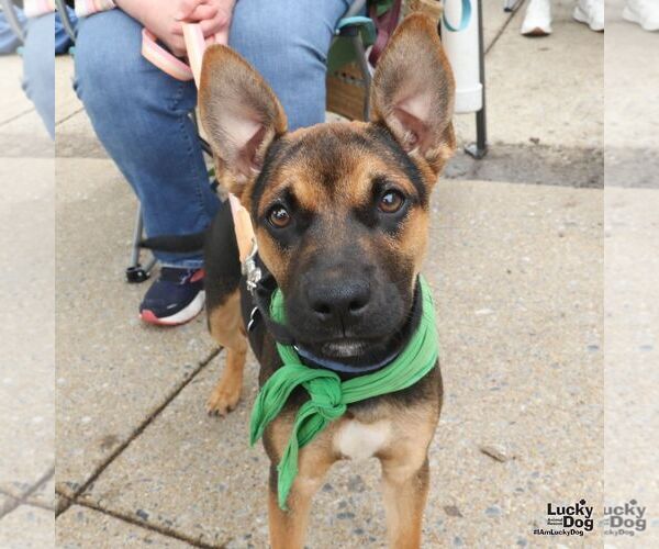 Medium Photo #6 German Shepherd Dog-Unknown Mix Puppy For Sale in Washington, DC, USA