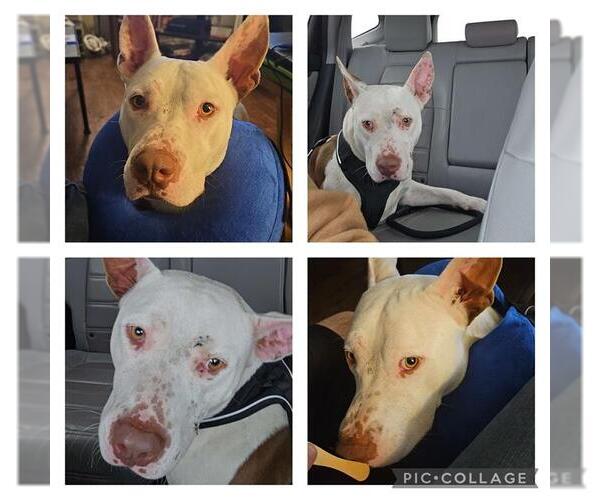 Medium Photo #2 American Staffordshire Terrier Puppy For Sale in San Antonio, TX, USA