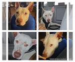 Small #1 American Staffordshire Terrier
