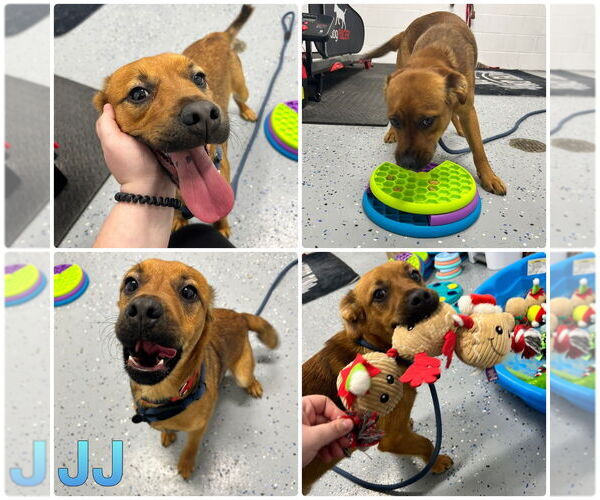 Medium Photo #1 Beagle-Unknown Mix Puppy For Sale in Pierceton , IN, USA