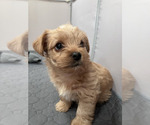 Small Photo #11 Yorkshire Terrier Puppy For Sale in MABLETON, GA, USA