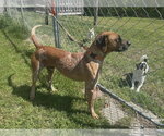 Small #8 Coonhound Mix