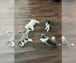 Small Photo #13 Siberian Husky Puppy For Sale in BROOKSVILLE, FL, USA