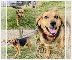 Beagle Dogs for adoption in Westminster, MD, USA