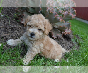 Bichpoo Litter for sale in GREENWOOD, WI, USA