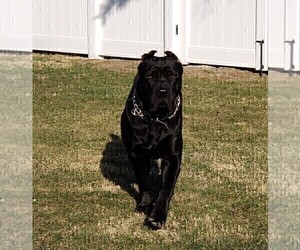 Father of the Cane Corso puppies born on 12/19/2021