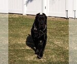 Small Photo #1 Cane Corso Puppy For Sale in INDIANAPOLIS, IN, USA