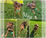 Small Doberman Pinscher