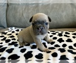 Small #2 French Bulldog