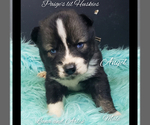 Small Photo #21 Siberian Husky Puppy For Sale in BLOOMFIELD, IN, USA