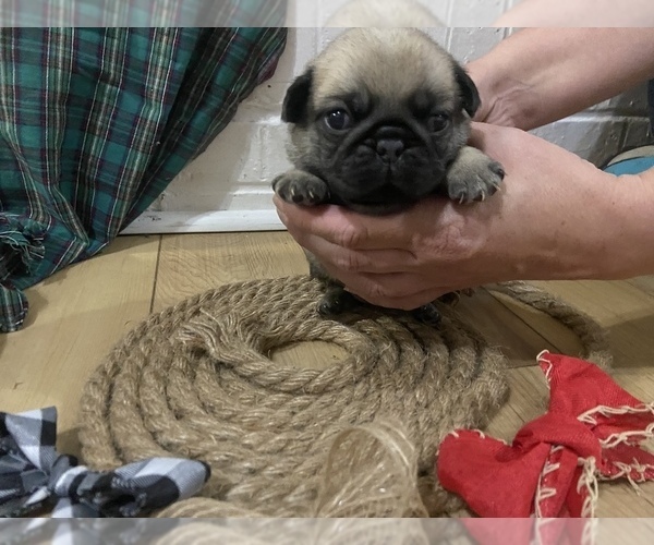 Medium Photo #1 Pug Puppy For Sale in LEBANON, TN, USA