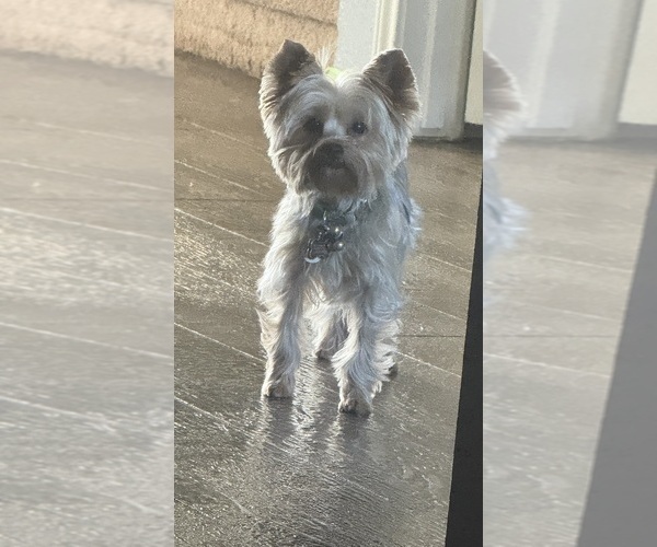 Medium Photo #1 Yorkshire Terrier Puppy For Sale in KILLEEN, TX, USA