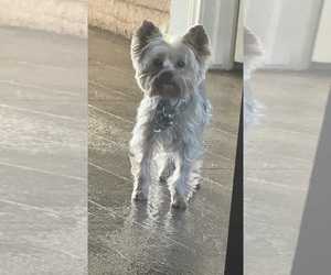 Mother of the Yorkshire Terrier puppies born on 01/13/2026