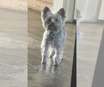 Small Photo #1 Yorkshire Terrier Puppy For Sale in KILLEEN, TX, USA
