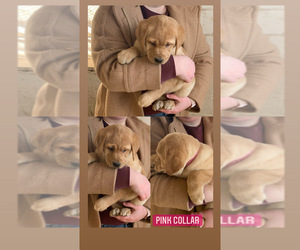 Labrador Retriever Puppy for sale in ARGYLE, WI, USA